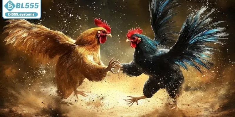 Bí quyết đá gà nòi từ kinh nghiệm của các sư kê